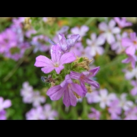Erinus alpinus (fam Scrophulariacees) (S-O de l'Europe) (4)